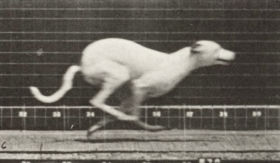 Plate 710 'Maggie' galloping — figure reference